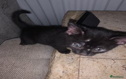 Bombay cats for sale: Kittens - Advert 19