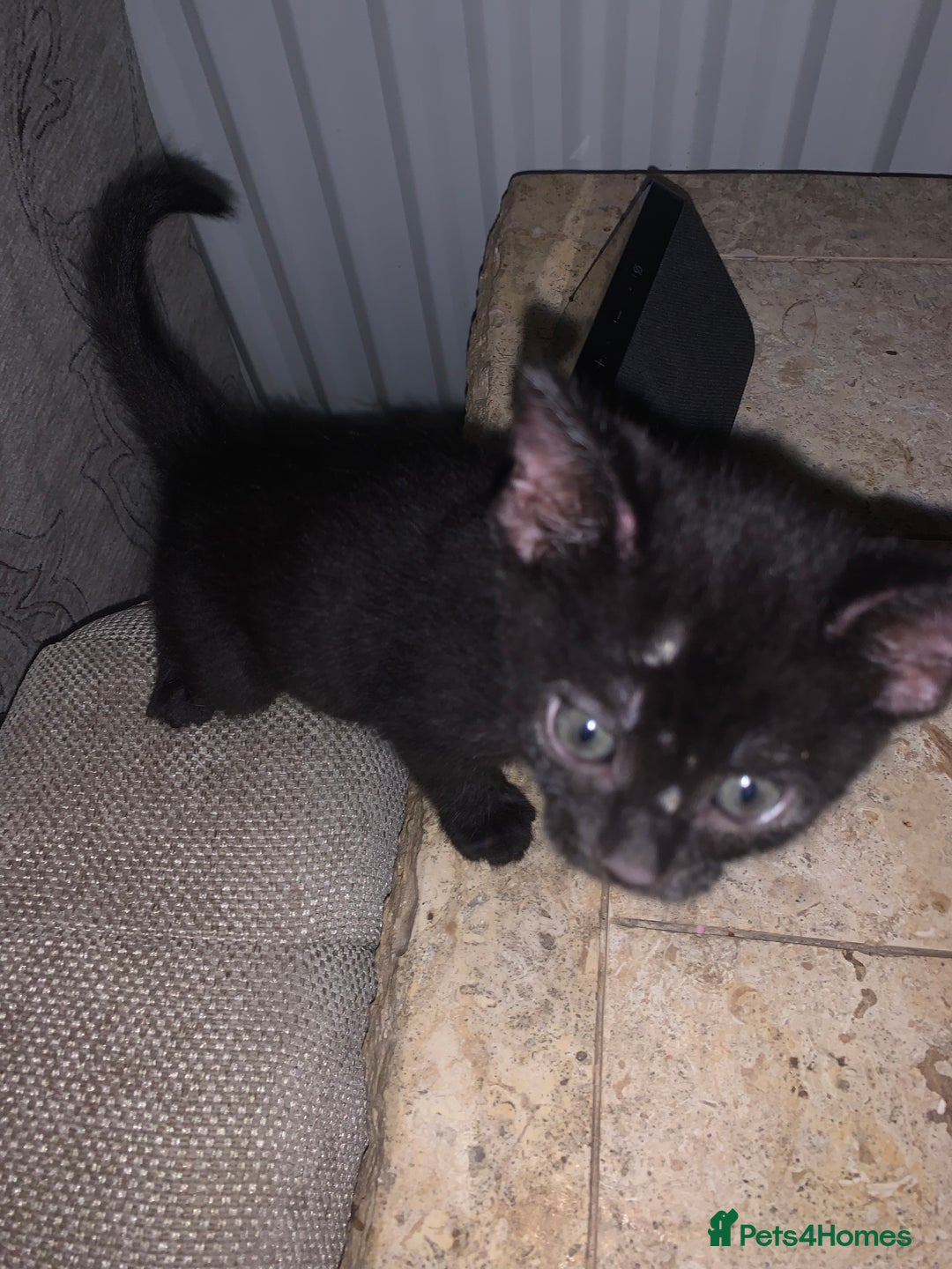 Bombay cats for sale: Kittens - Advert 19