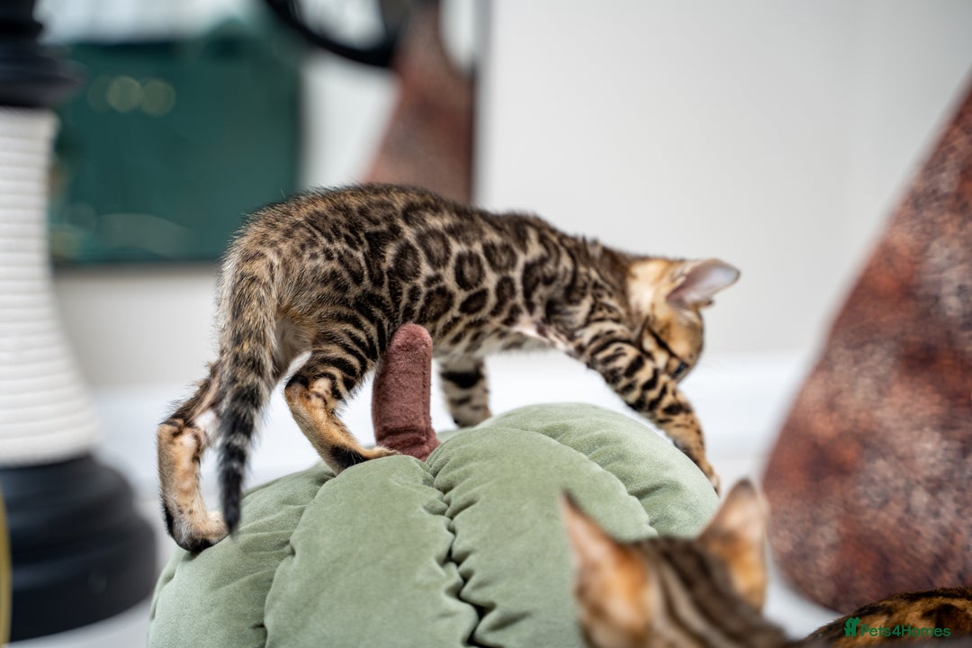 Bengal cats for sale: TICA-Certified Bengal Kittens, Show Quality - Image 12