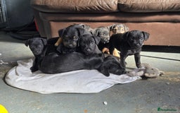 Patterdale Terrier dogs for sale: Quality patterdale terriers  - Image 11