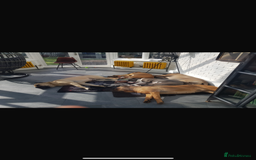 Chinese Crested dogs for stud: Chinese crested  - Advert 7