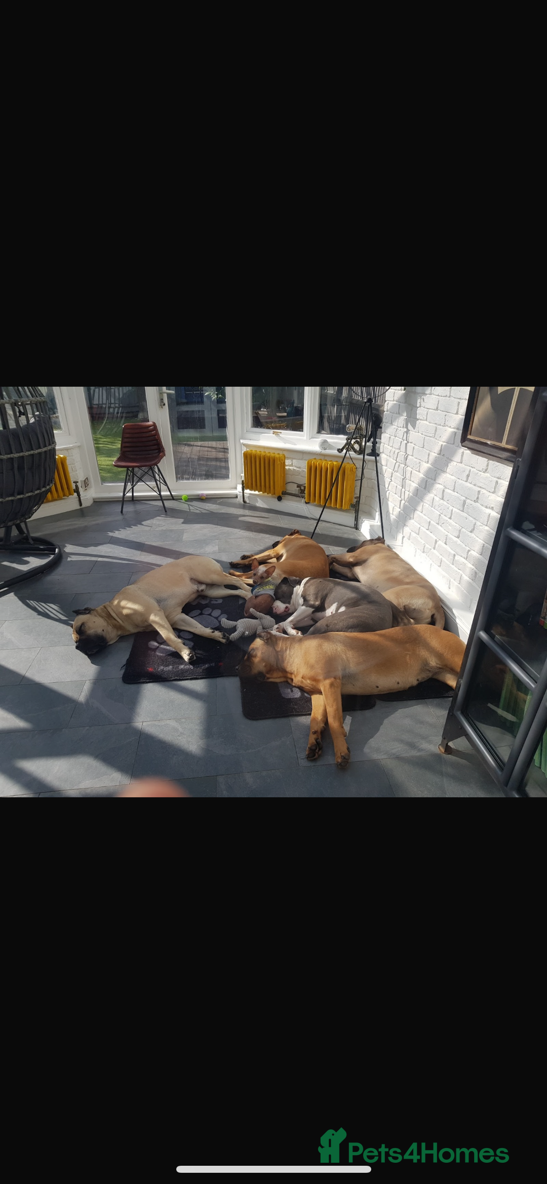 Chinese Crested dogs for stud: Chinese crested  - Advert 7