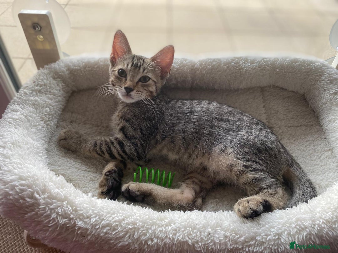 Mixed Breed cats for sale: Little Cairo looking for new home - Advert 2