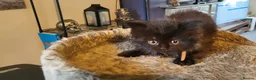 British Longhair cats for sale: British Longhair Kittens - Advert 9