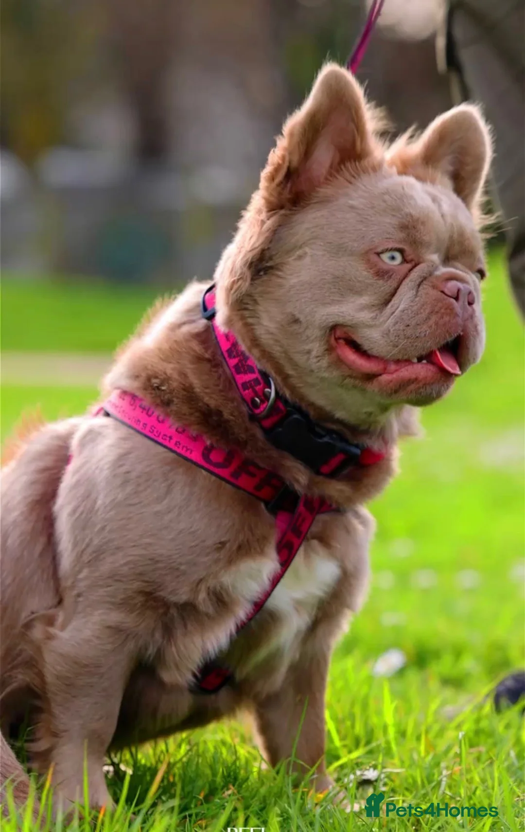 French Bulldog dogs for sale: French bulldog  - Advert 2