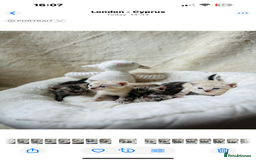 Bengal cats for sale: 💎💎💎 Luxury Bengal Kittens Available  - Image 21