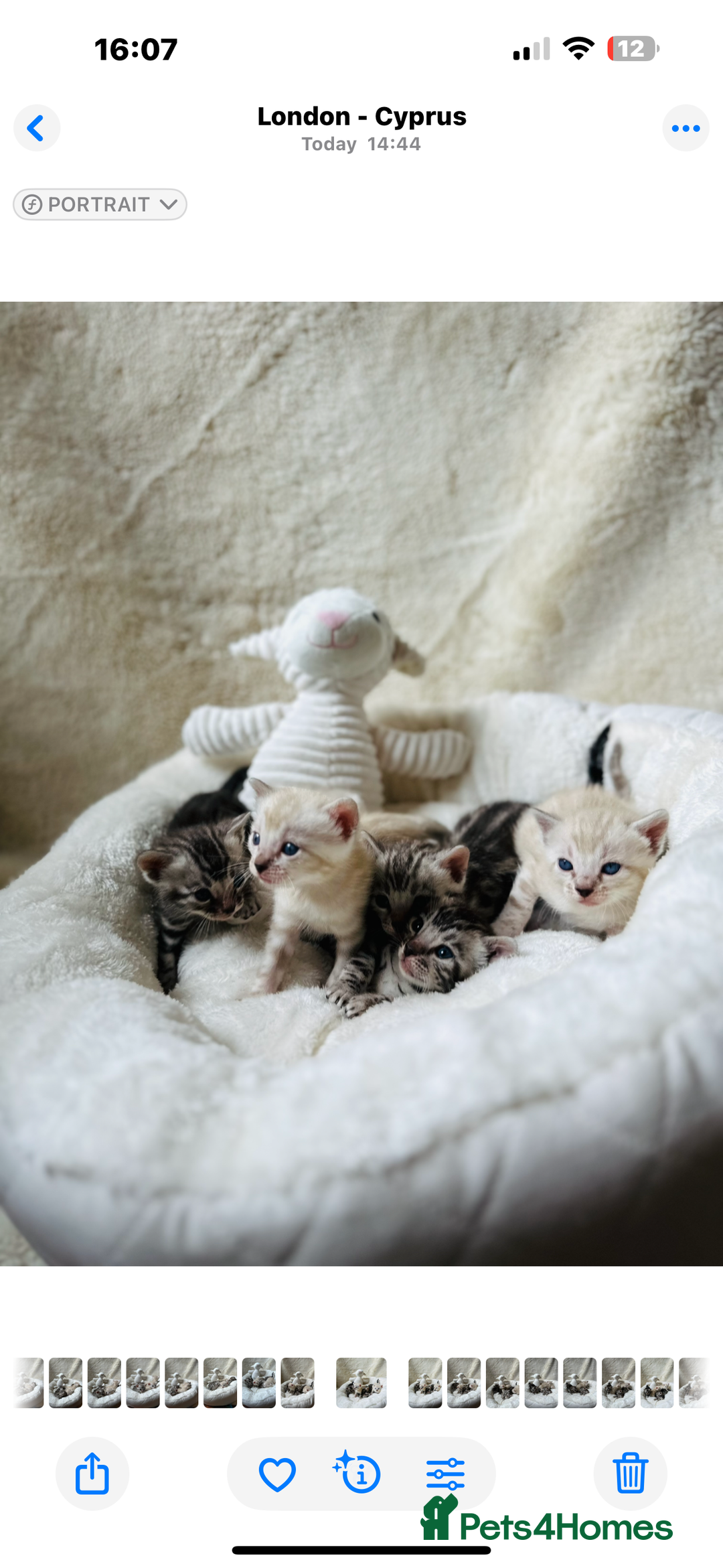 Bengal cats for sale: 💎💎💎 Luxury Bengal Kittens Available  - Image 21