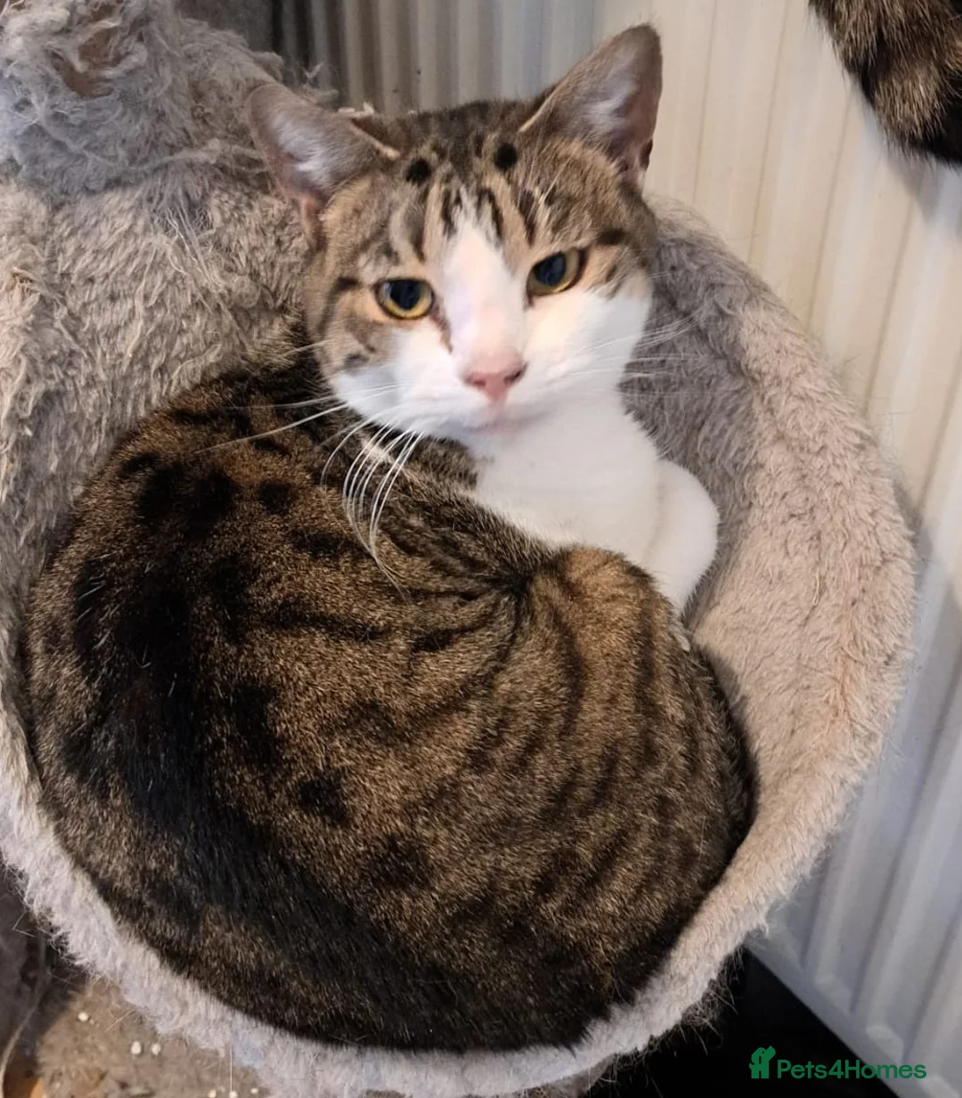 Mixed Breed cats for sale: In need of a forever home - Advert 6