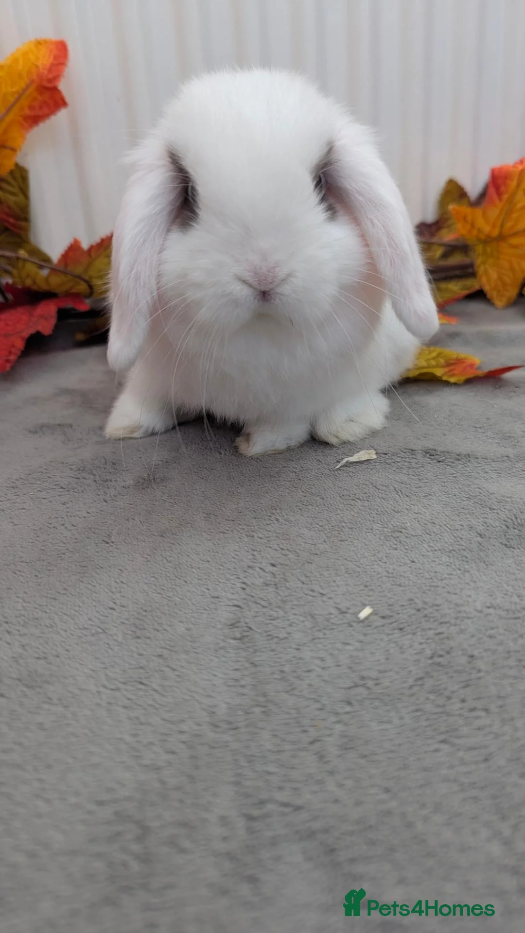 Mini Lop rabbits for sale: Mini lops ready to reserve - Advert 2