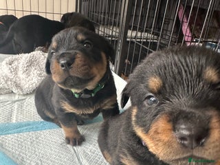 Rottweiler dogs - Advert 4
