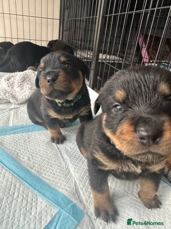 Rottweiler dogs - Advert 9