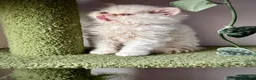 Selkirk Rex cats for sale: Gorgeous Selkirk rex kittens 😻 - Advert 4