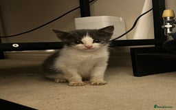 British Shorthair cats for sale: Stunning blue kittens  - Image 8