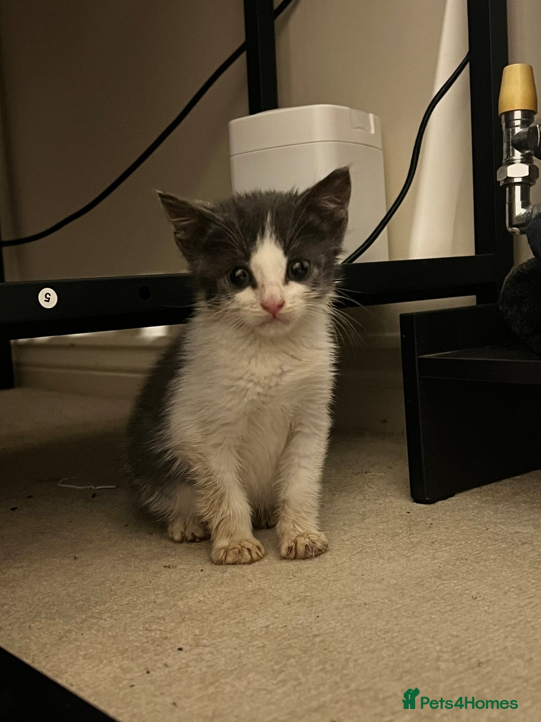 British Shorthair cats for sale: Stunning blue kittens  - Image 8