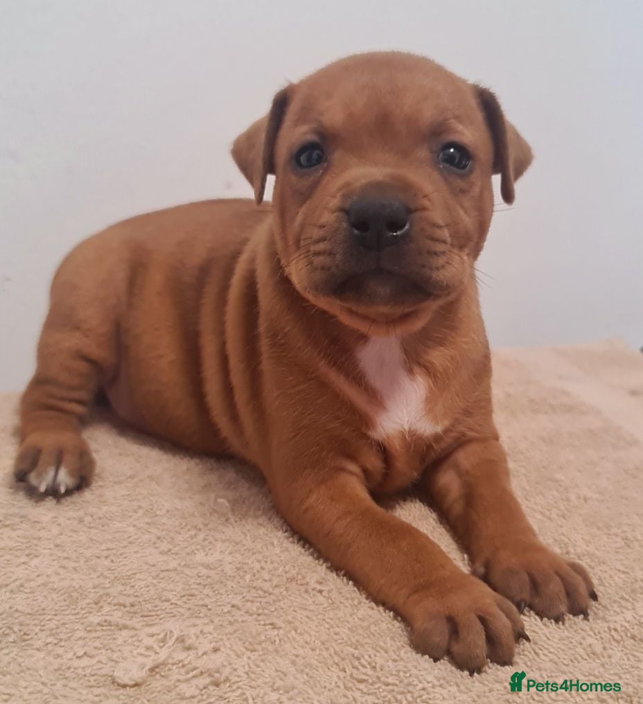 Staffordshire Bull Terrier dogs Red staffy puppys  - Advert 2