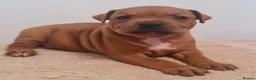 Staffordshire Bull Terrier dogs for sale: Red staffy puppys  - Advert 1