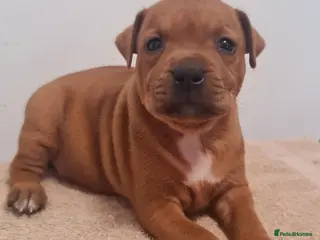Staffordshire Bull Terrier dogs Red staffy puppys - Advert 2