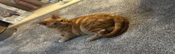 Domestic Shorthair cats for sale: Mother and son  in Walsall - Advert 2