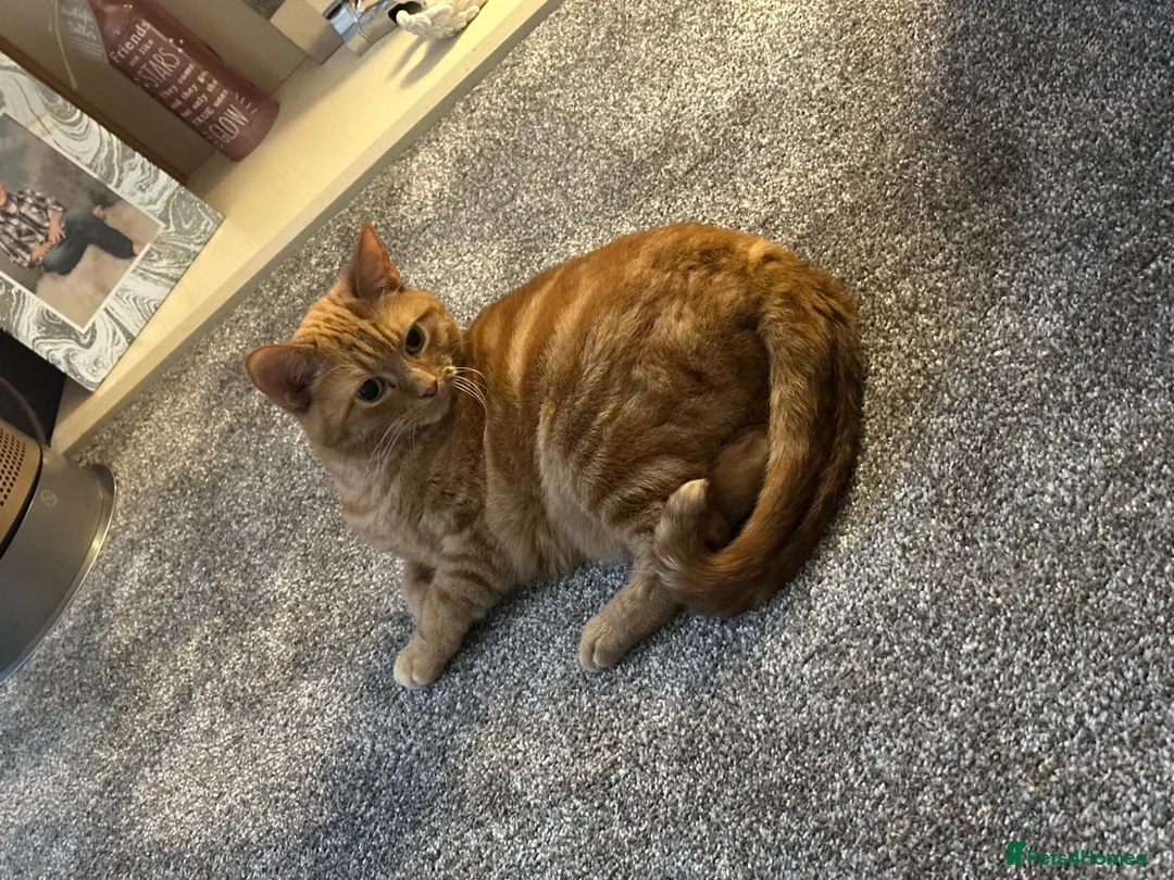 Domestic Shorthair cats for sale: Mother and son  in Walsall - Advert 2