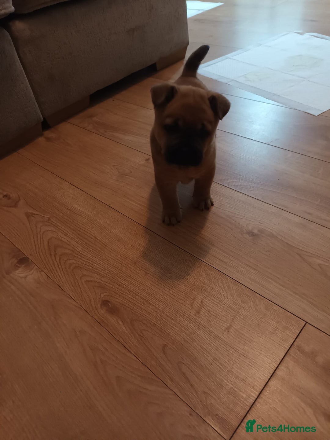 Mixed Breed dogs for sale: Frenchie  chow  - Image 3