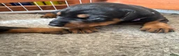 Dobermann dogs for sale: 3 chunky Dobermans puppies  - Advert 23