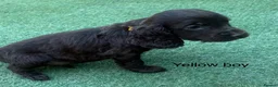 Cocker Spaniel dogs for sale: Beautiful cocker spaniel - Advert 15