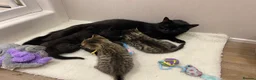 Mixed Breed cats for sale: Female litter of kittens  - Advert 2