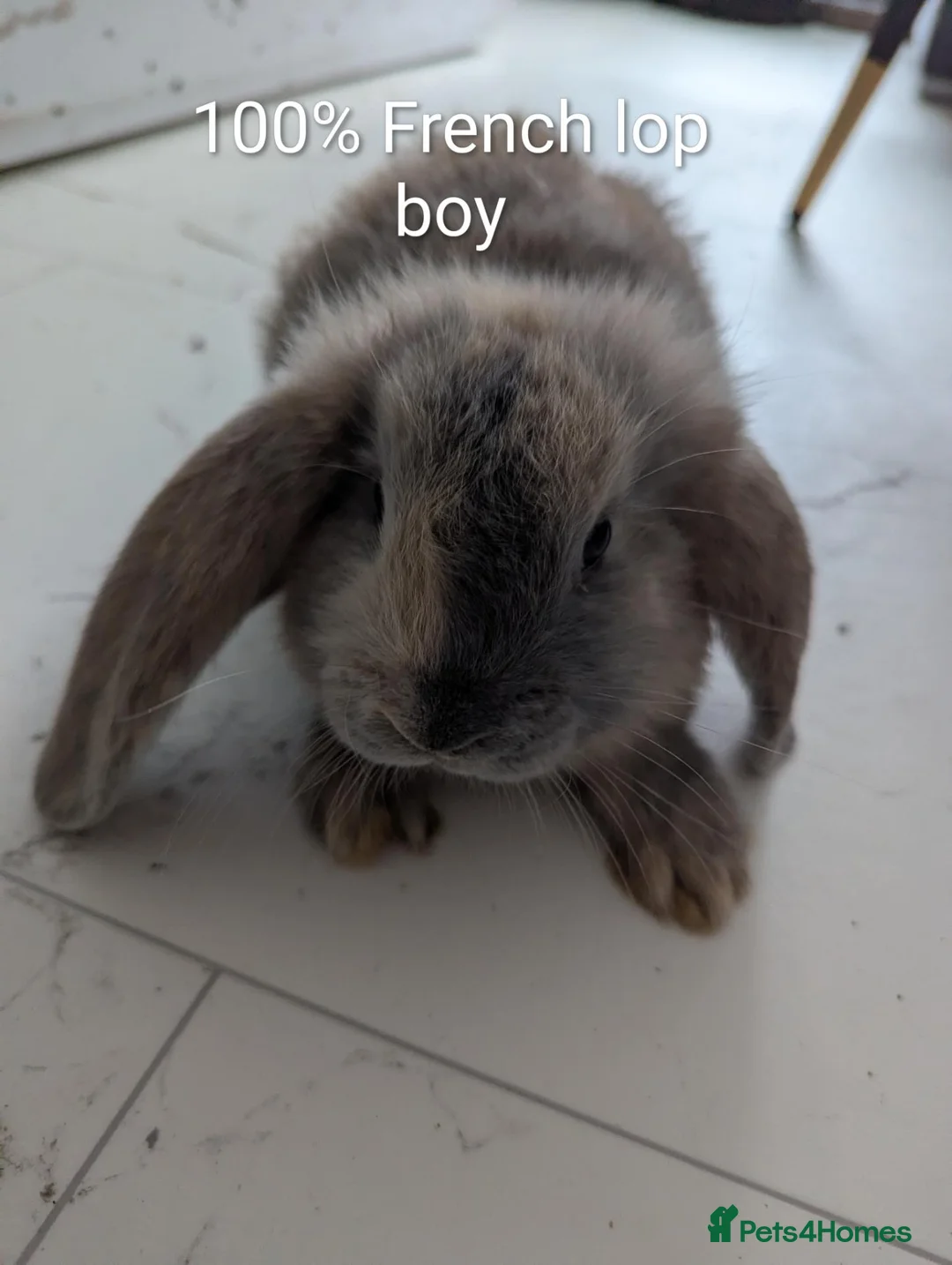 French Lop rabbits for sale: 5 mix French lop baby's & 1 💯% French lop boy  - Advert 2