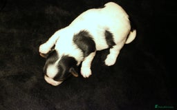 Biewer Terrier dogs for sale: Stunning Biewer girl Licensed breeder Health test  - Image 1