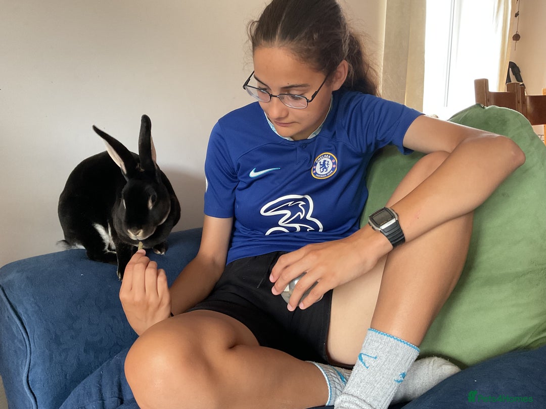 Rex rabbits for sale: Friendly velvety rex rabbits for sale - Image 21
