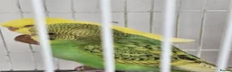 Cockatiels birds for sale: Violet Indian Ringneck Hen for sale Breeding pairs - Advert 8