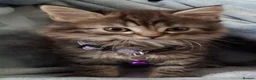 Mixed Breed cats for sale: 3x Beautiful maincoone cross kittens - Advert 40