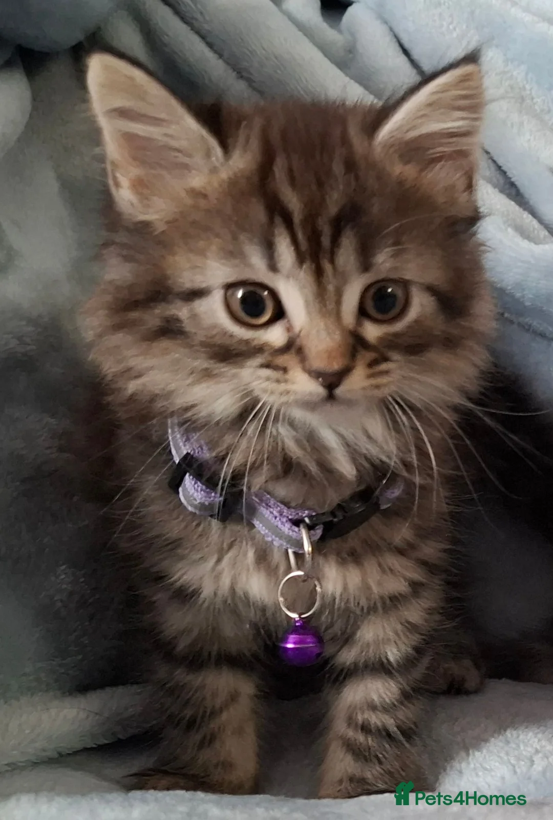 Mixed Breed cats for sale: 3x Beautiful maincoone cross kittens - Advert 40
