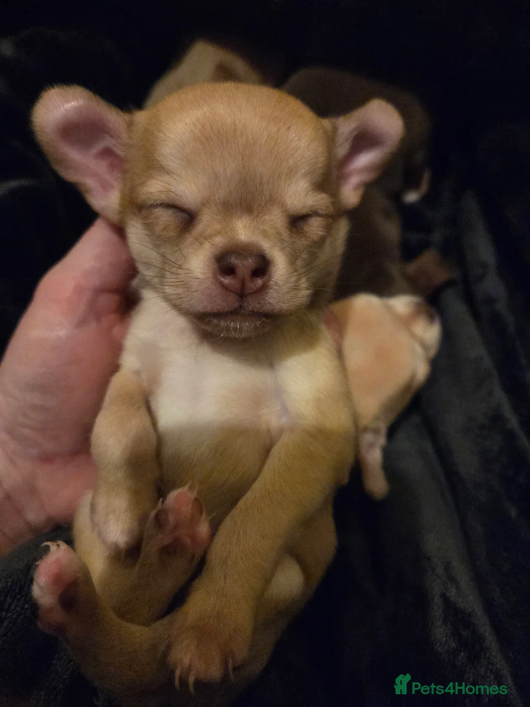 Chihuahua dogs for sale: 3 beautiful tiny chiuahua boys - Advert 4