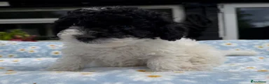 Cavapoo 3