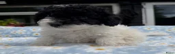 Cavapoo dogs for sale: Cavapoo puppies 🐶 READY NOW - Advert 15