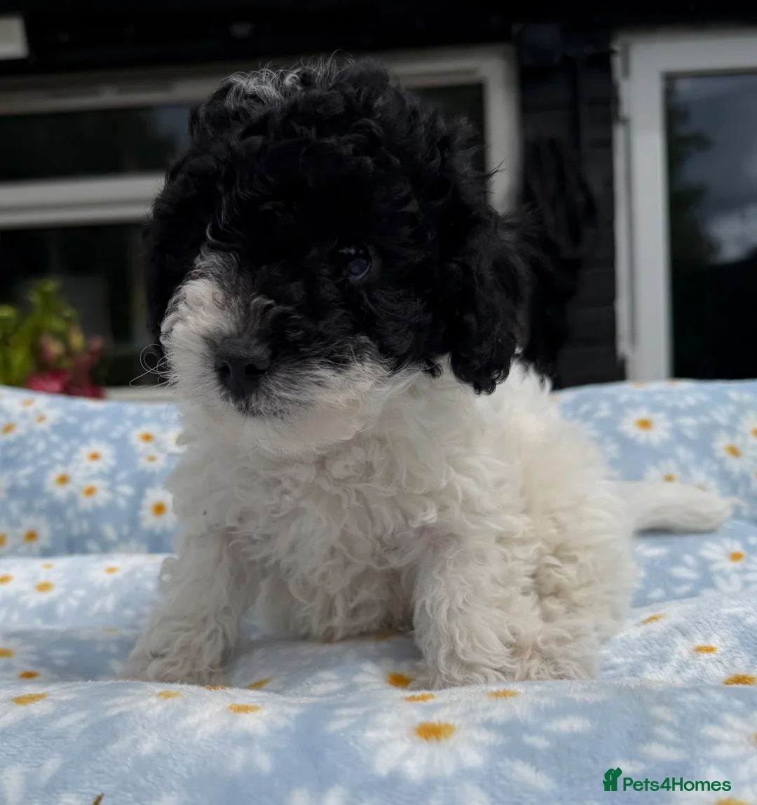 Cavapoo dogs for sale: Cavapoo puppies 🐶 READY NOW - Advert 15