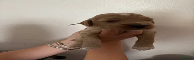 Cockapoo 5
