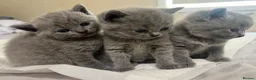 British Shorthair cats for sale: BSH kittens  - Advert 1
