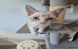 Snowshoe cats for sale:  pedigree Tica reg  snowshoes ready now - Image 20