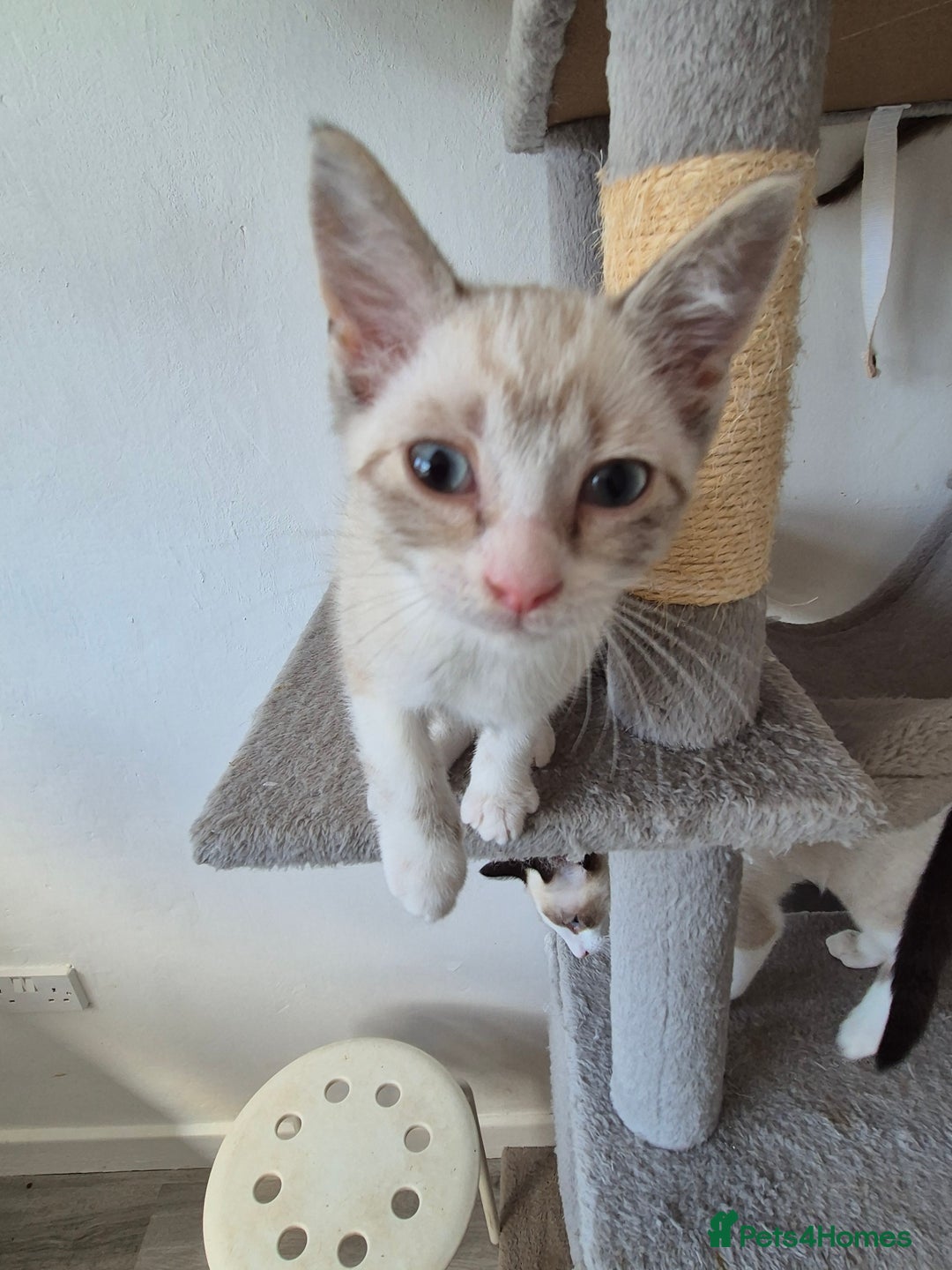 Snowshoe cats for sale:  pedigree Tica reg  snowshoes ready now - Image 20