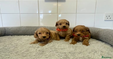 Cockapoo dogs - Advert 3