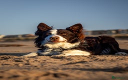 Border Collie dogs for stud: Chase - red & white BC for stud - Image 9
