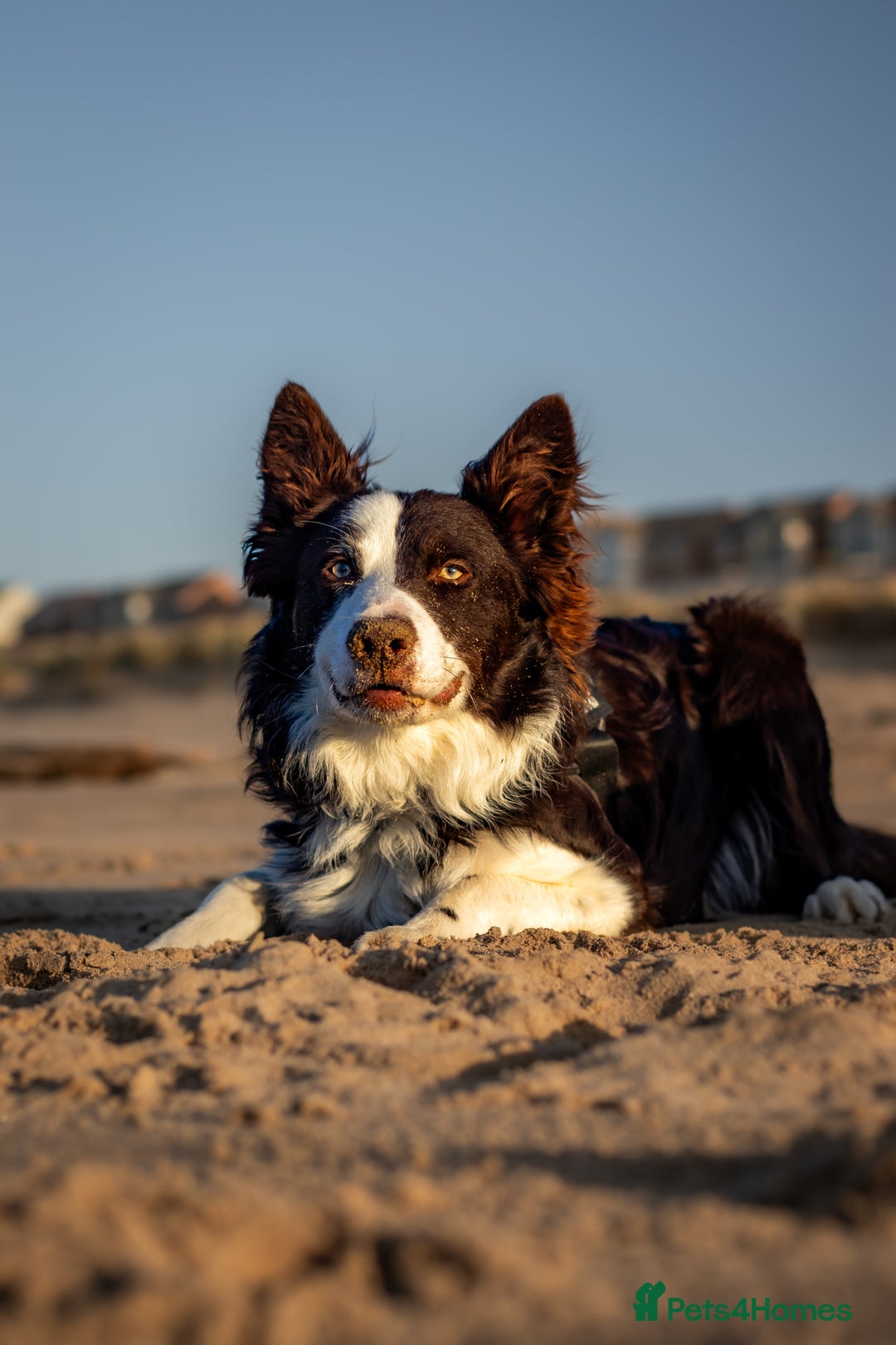 Border Collie dogs for stud: Chase - red & white BC for stud - Image 9