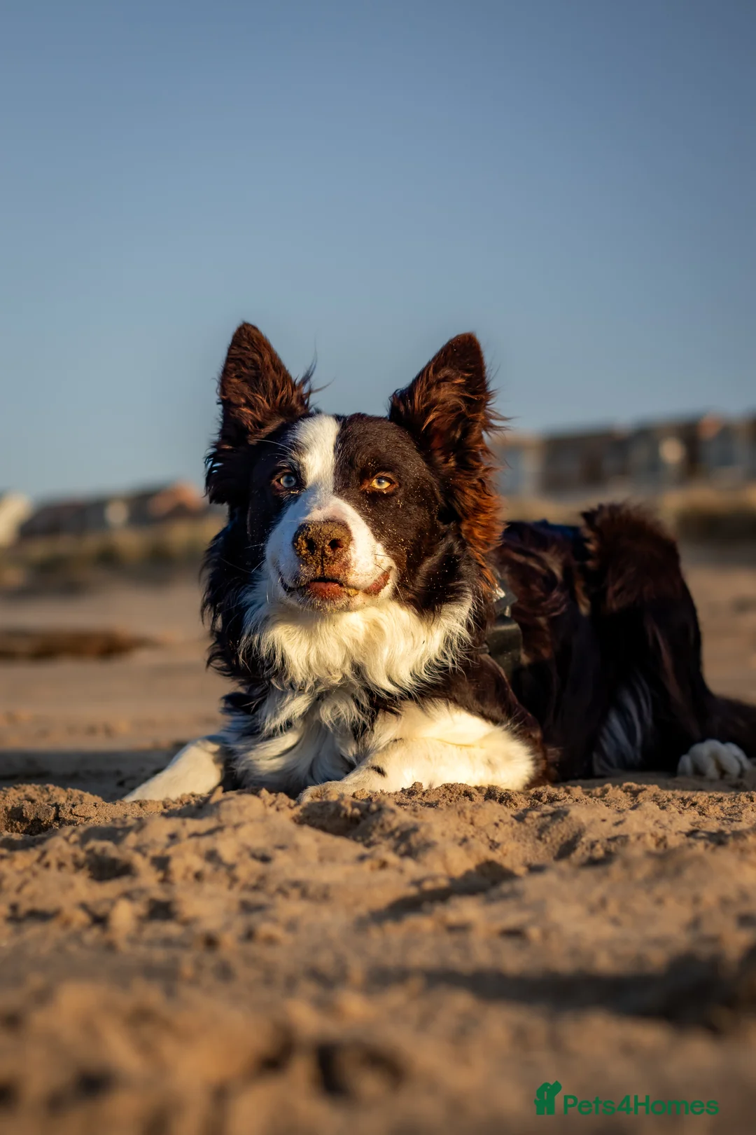 Border Collie dogs for stud: Chase border collie for stud PROVEN/HEALTH TESTED - Advert 9