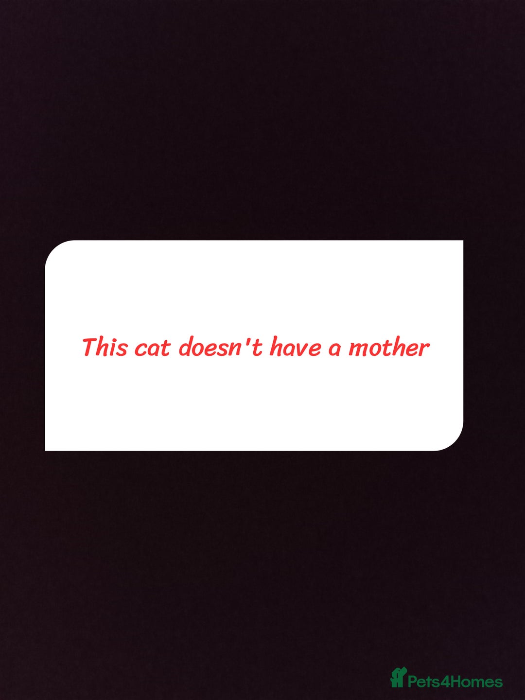 Domestic Shorthair cats for sale: Male tabby cat - Advert 2