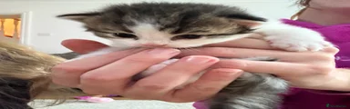 Girl 2:  Brown tabby and white kitten