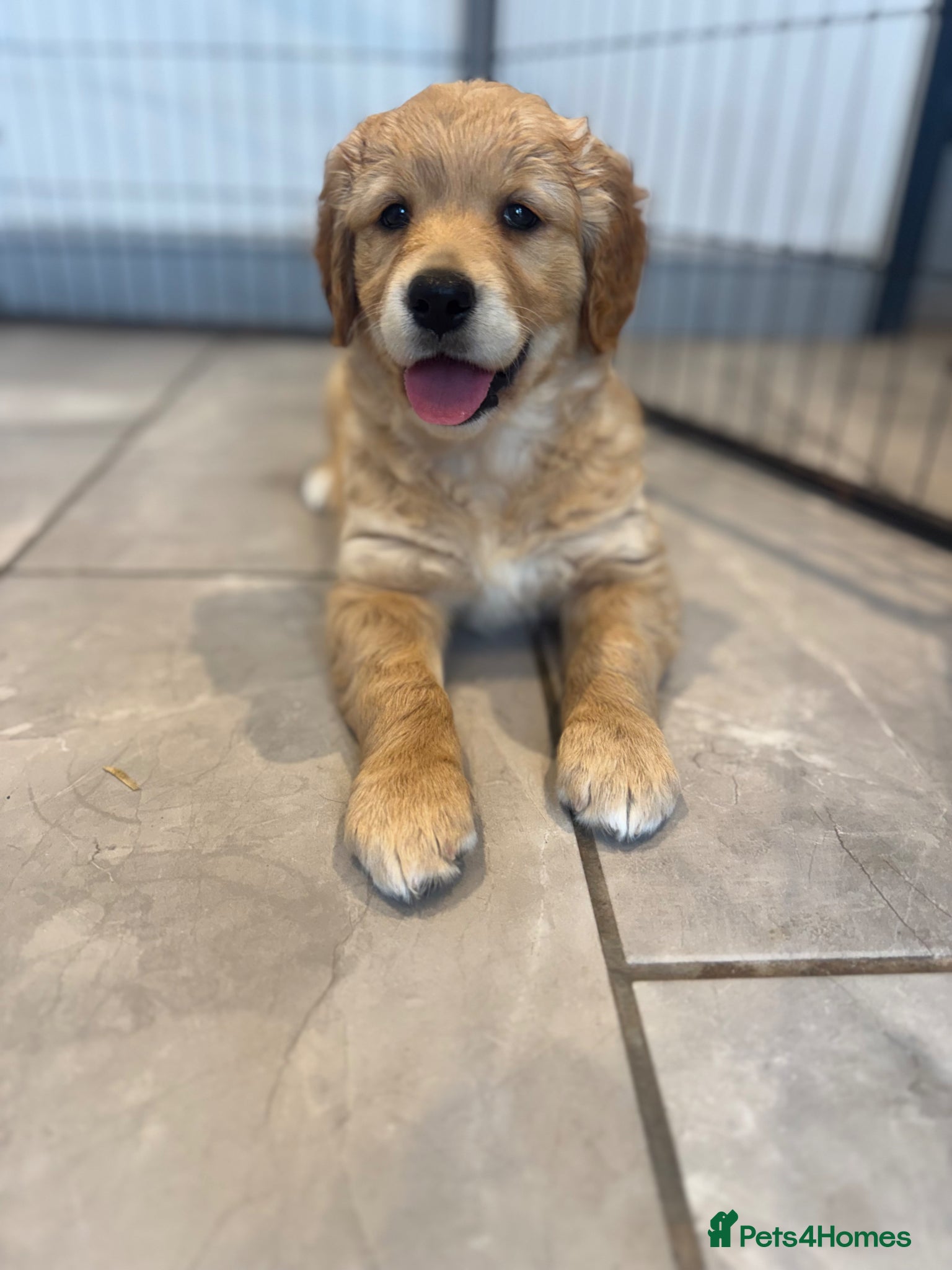 Golden Retriever dogs Gorgeous KC Golden Retrievers Health Tested  - Advert 1