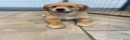 Golden Retriever dogs for sale: 1 Gorgeous Golden Retriever  Health Tested  - Advert 1