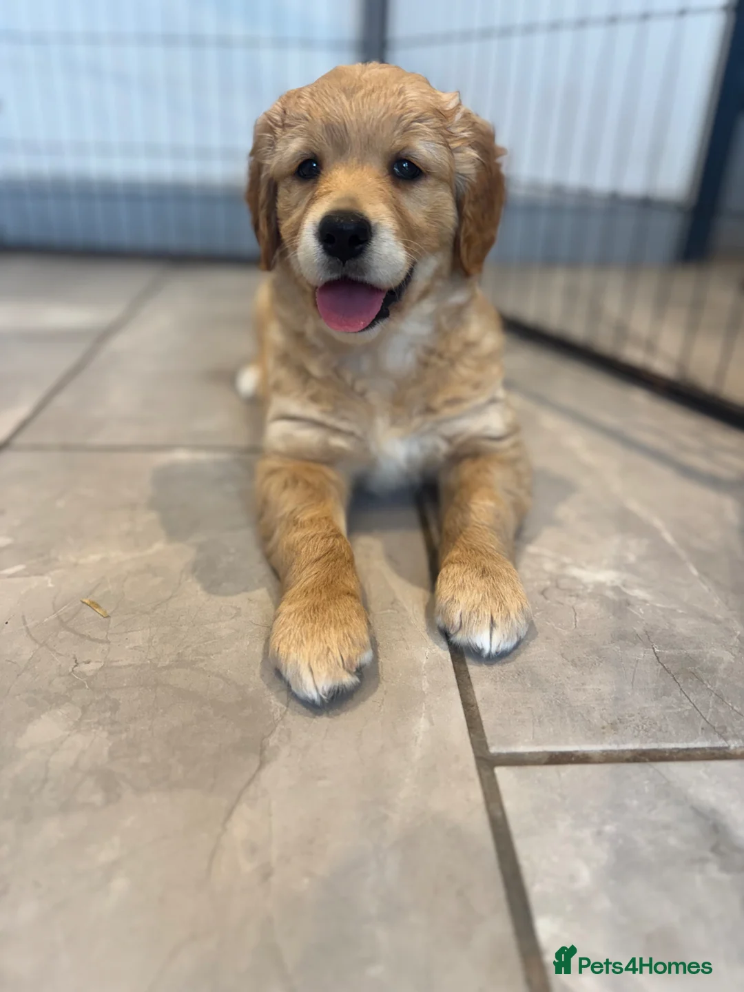 Golden Retriever dogs for sale: 1 Gorgeous Golden Retriever  Health Tested  - Advert 1